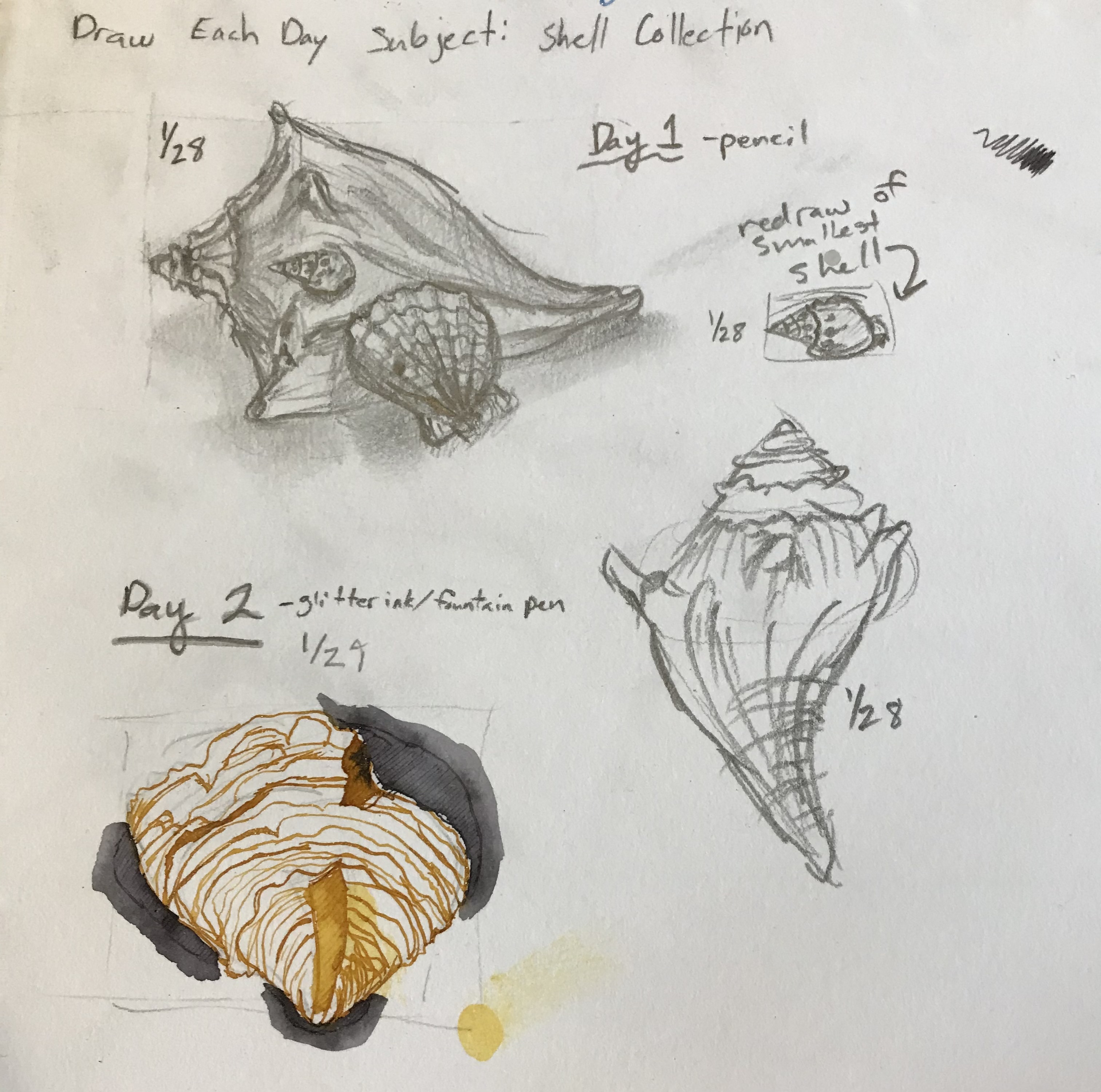 Pencil and pen drawings of seashells