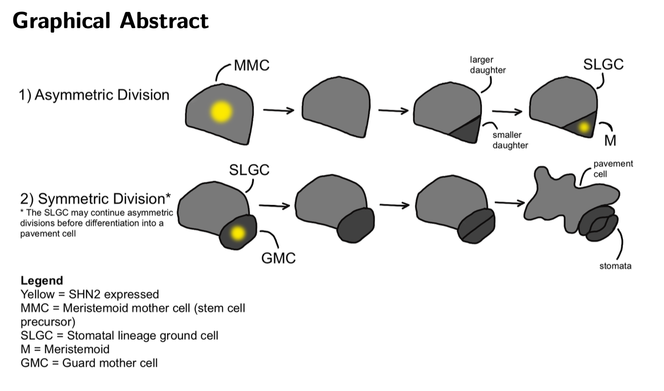 A graphical abstract depicting cells splitting. Panel 1 shows 