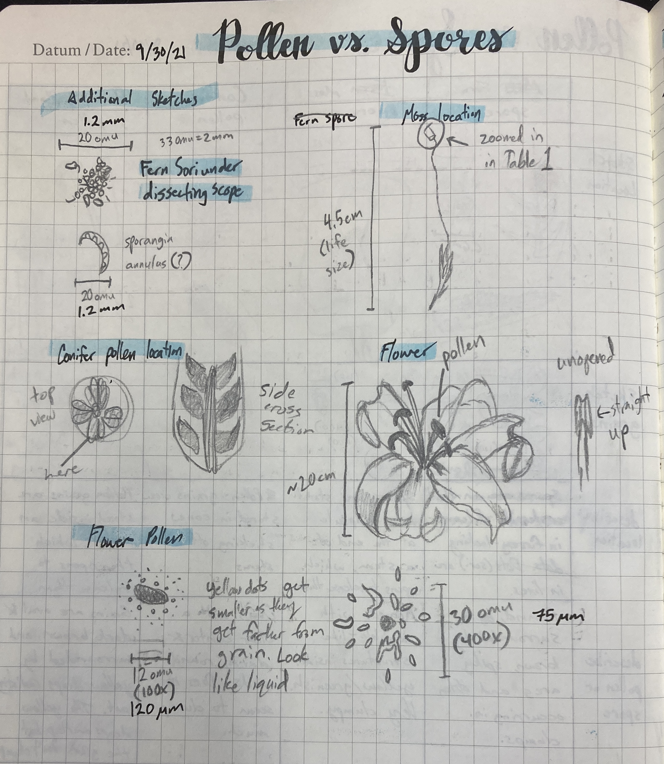 A lab notebook page titled 'Pollen vs. Spores' with pencil drawings of ferns, moss, pinecones, and a flower.