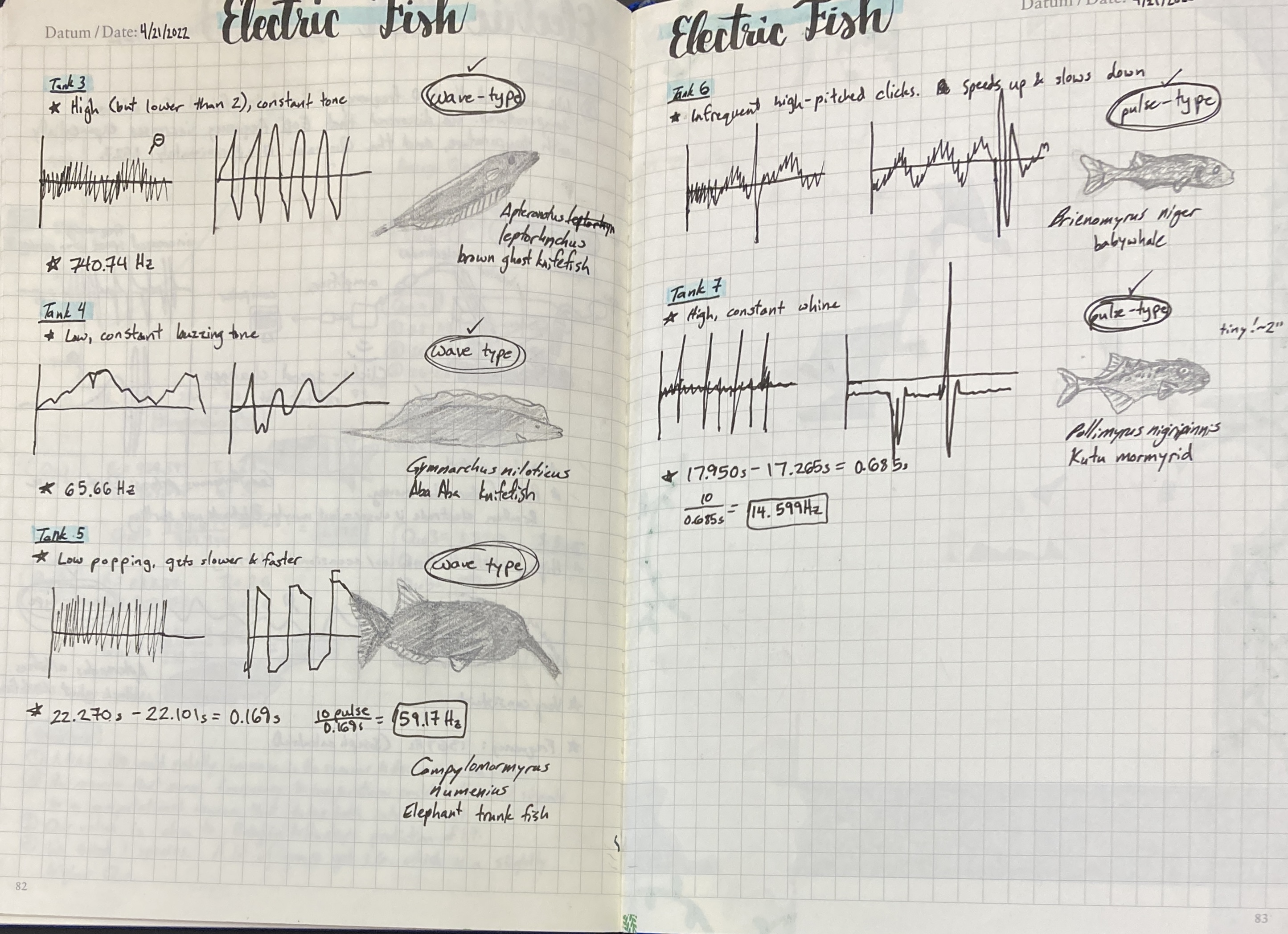 A lab notebook page titled 'Electric Fish' with pen drawings of zigzag graphs (representing electrical current
      from fish) and pencil drawings of knifefish labeled with their scientific and common names.