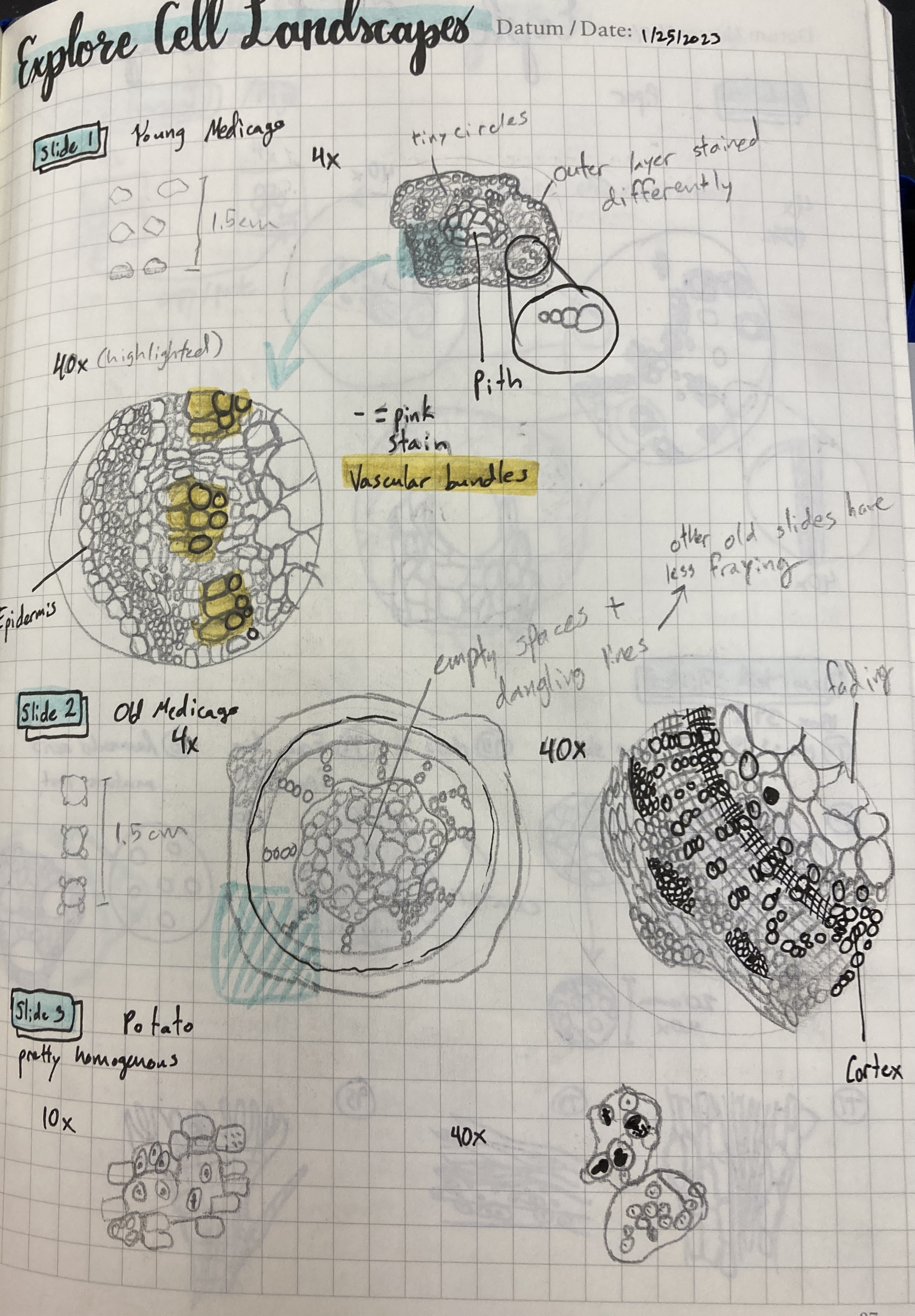 A lab notebook page titled 'Explore Cell Landscapes' with several circles filled with smaller circles, showing
      the different layers of cells in a plant stem.
