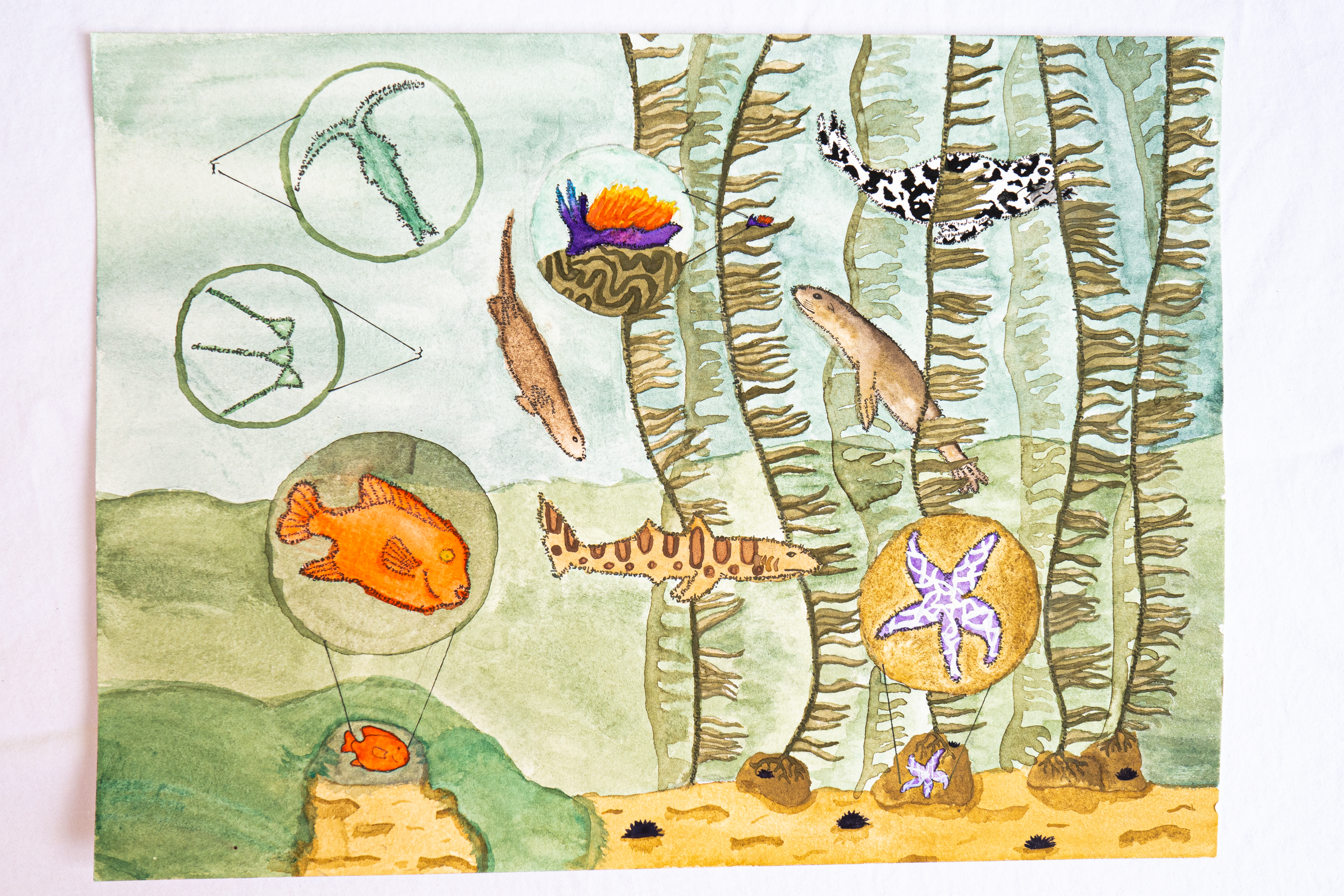 A watercolor painting of a kelp forest, with zoom lenses on a nudibranch and copepod and some phytoplankton.