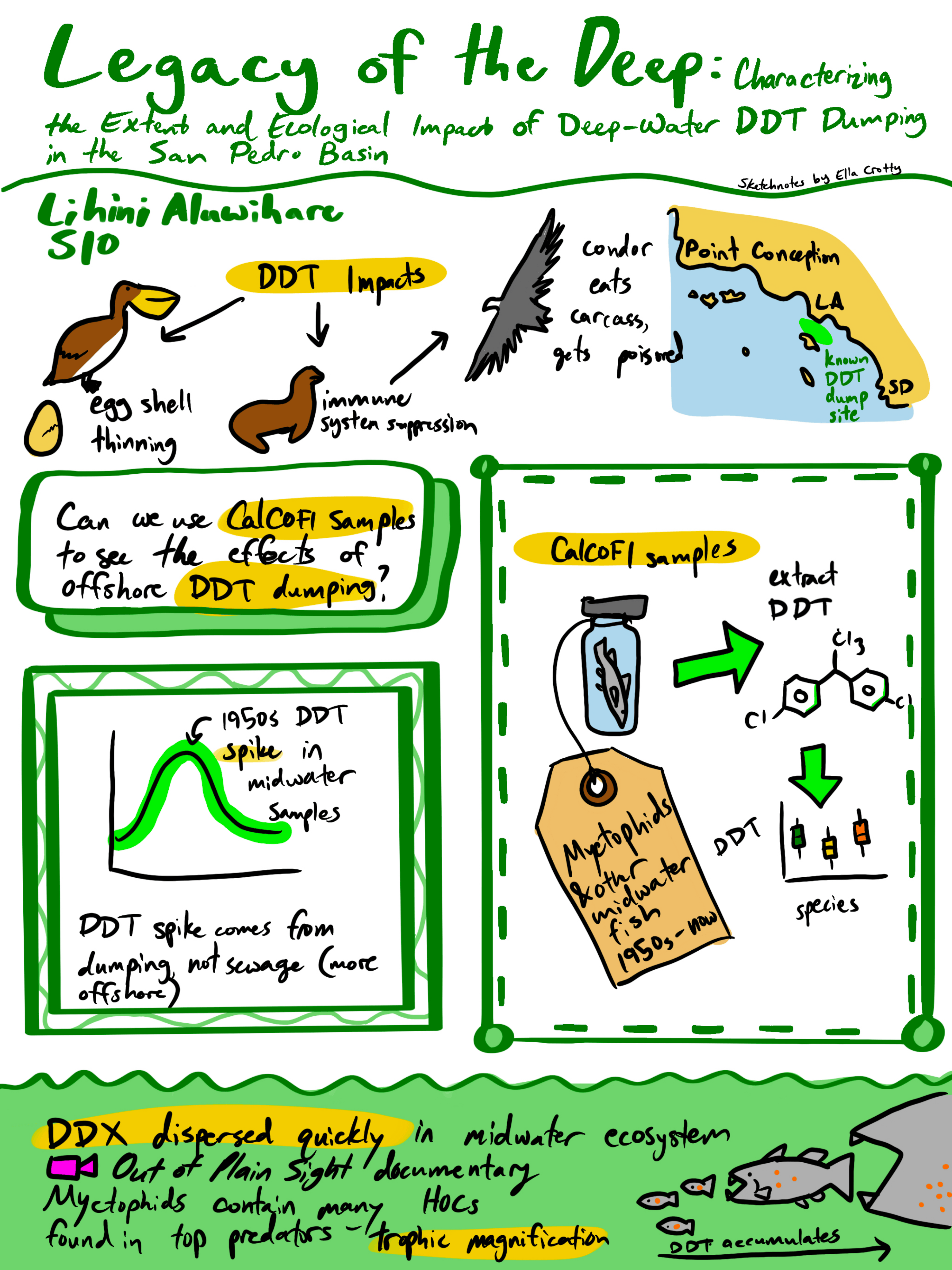 Notes with little cartoon animals next to them. 
      DDT impacts seabirds, marine mammals, and condors that eat dead marine mammals. CalCOFI 
      preserved fish samples were used to detect a midwater DDT spike in the 1950s caused by 
      DDT dumping in the San Pedro Basin. Diagram of DDT bioaccumulating as big fish eat 
      little fish with DDT in them.