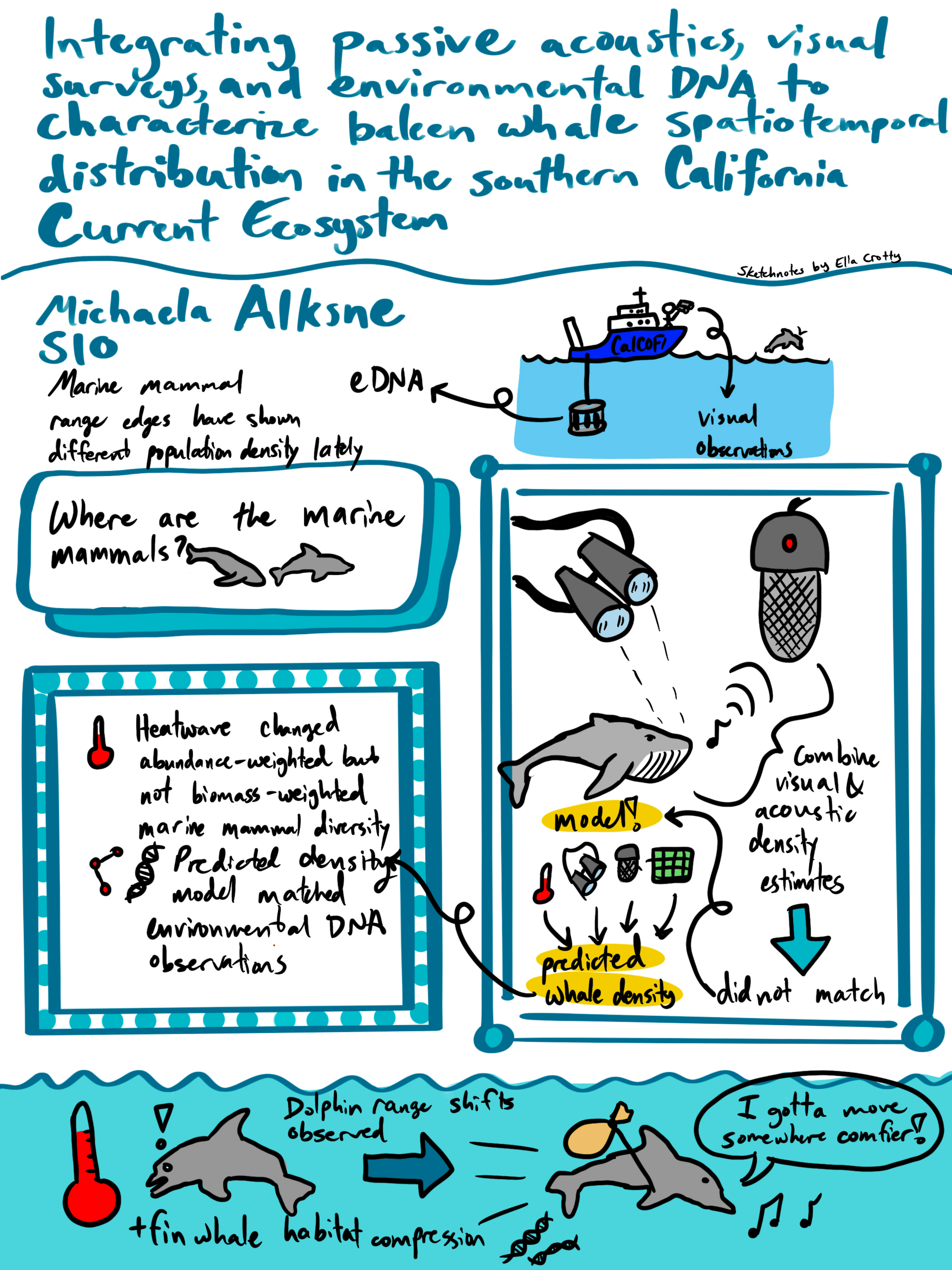Notes with little cartoon illustrations next to them.
      Marine mammal range edges have shown different population density lately. A CalCOFI ship collects 
      environmental DNA with a CTD probe and has a stick figure on it watching a dolphin through 
      binoculars. Microphone + binoculars = predicted whale density model which matched environmental 
      DNA observations. Heatwave changed abundance-weighted diversity but not biomass-weighted. 
      Dolphin range shifts and fin whale habitat compression were observed. Comic strip of a dolphin 
      being shocked by a thermometer and setting off with a little sack on a stick while singing.