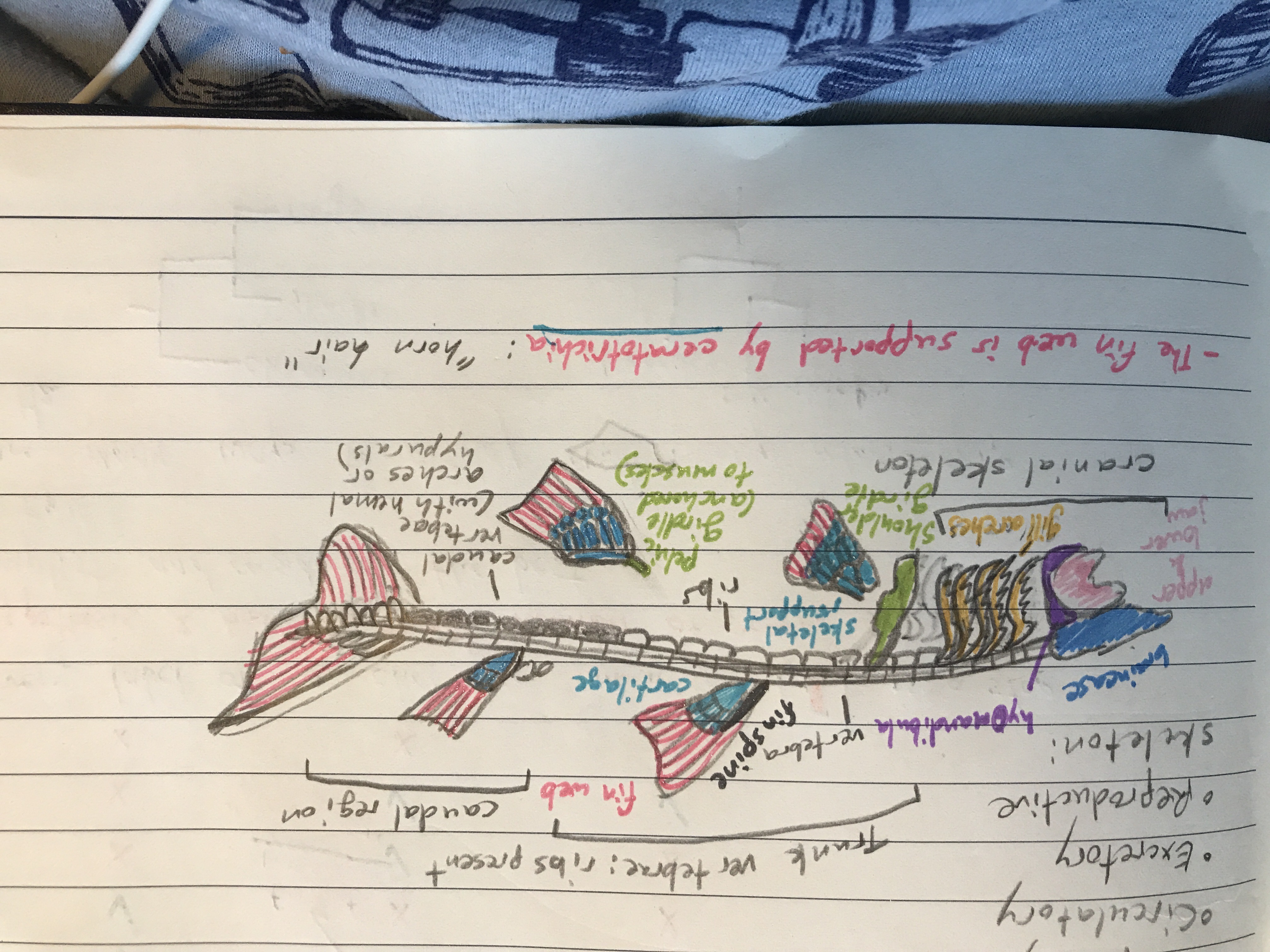 A drawing of a labeled and color-coded shark cartilage anatomy.