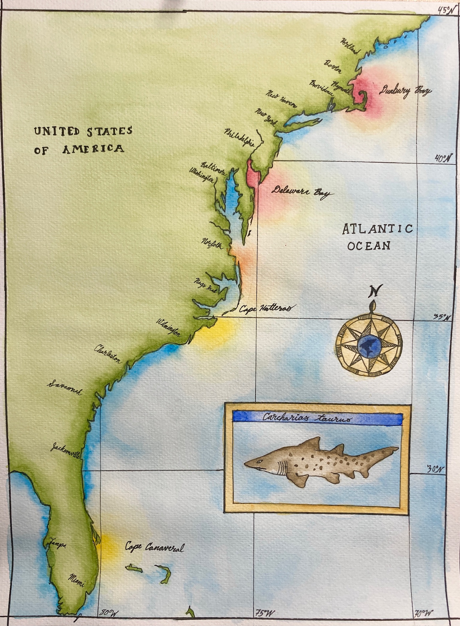 A map of the United States East Coast, with a sand tiger shark inset and red and yellow highlights
      off the coasts of Massachusetts, Delaware, North Carolina, and Florida.